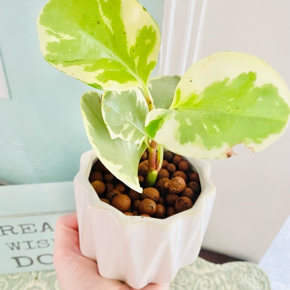 Variegated Pepperomia in LECA & Pot - Picture 3 of 6